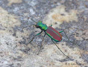 Cicindela splendida